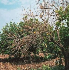 مرض-جفاف-الافرع